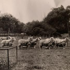 Sheep wearing dung return devices