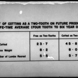 Effect of cotting as a two-tooth, on future production life time average: four tooth to six year old