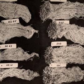 Labelled bundles of roots