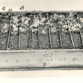 Propagation tray - 2 of 2