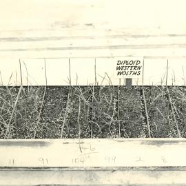 Wilting experiment - 4 of 4