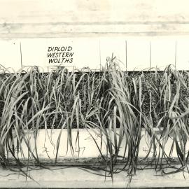 Wilting experiment - 3 of 4