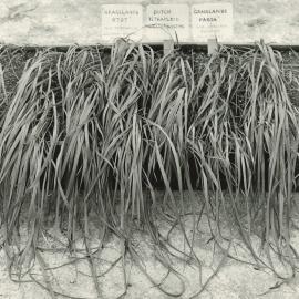 Wilting experiment - 2 of 4