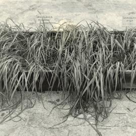 Wilting experiment - 1 of 4