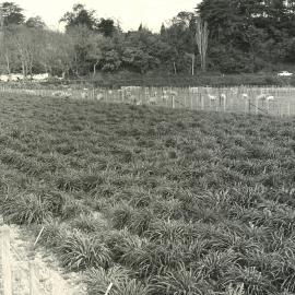 Spaced plants - G4709