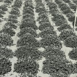 Spaced plants - C1494 and C1468