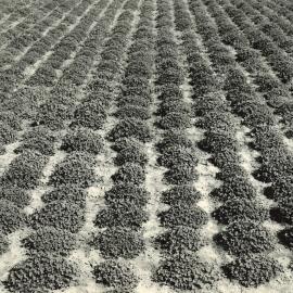 Spaced plants - C1153, C1067 and C1527