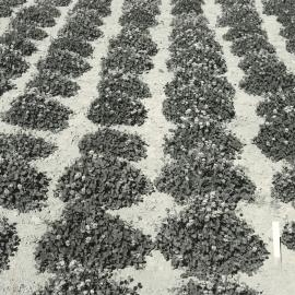 Spaced plants - C1668 and C1153