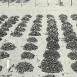 Spaced plants - C1067 and C1620