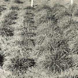 Cocksfoot - spaced plants