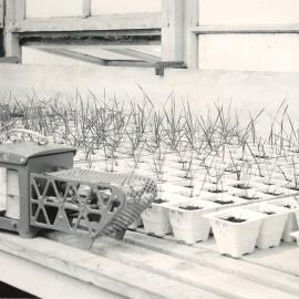 Plants in plastic propagation pots - 1 of 4