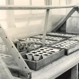 Plants in plastic propagation pots - 2 of 4