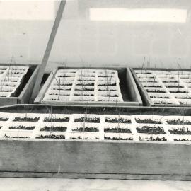 Plants in plastic propagation pots - 3 of 4