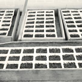 Plants in plastic propagation pots - 4 of 4