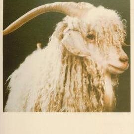 MafTech goats - 1 of 7