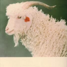 MafTech goats - 2 of 7