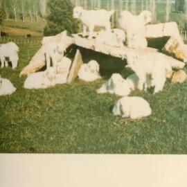 MafTech goats - 3 of 7