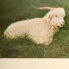 MafTech goats - 4 of 7