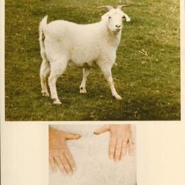 MafTech goats - 5 of 7