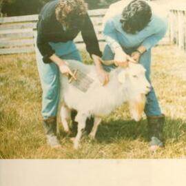 MafTech goats - 6 of 7