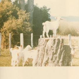 MafTech goats - 7 of 7