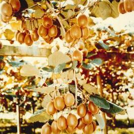 MafTech fruit - 9 of 10