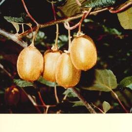 MafTech fruit - 10 of 10