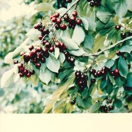 MafTech fruit - 1 of 10