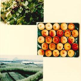 MafTech fruit - 3 of 10