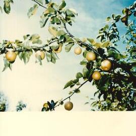 MafTech fruit - 5 of 10