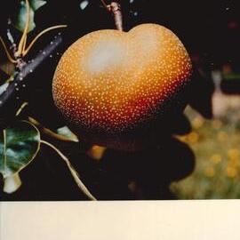 MafTech fruit - 6 of 10