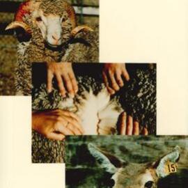 MafTech animals - 4 of 7