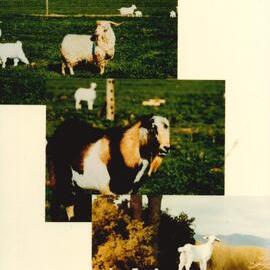 MafTech animals - 5 of 7