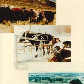 MafTech animals - 6 of 7