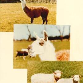 MafTech animals - 7 of 7