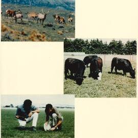 MafTech animals - 1 of 7