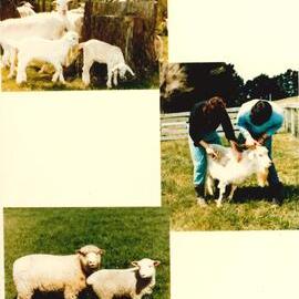 MafTech animals - 2 of 7 