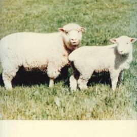 MafTech animals - 3 of 7