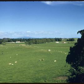 View over Ruakura paddocks