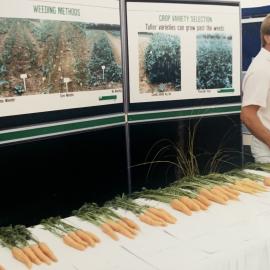 Field day carrots - 5 of 7