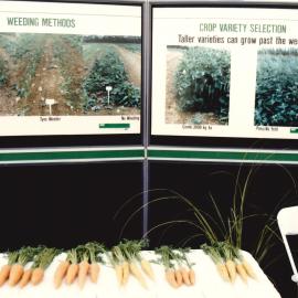 Field day carrots - 7 of 7