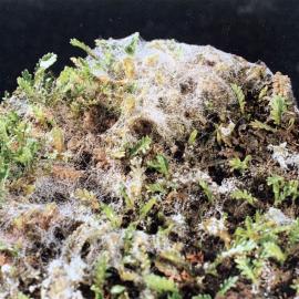 Sclerotinia minor_2 of 3