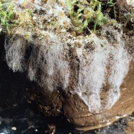 Sclerotinia minor - 1 of 3