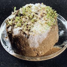 Sclerotinia minor - 3 of 3