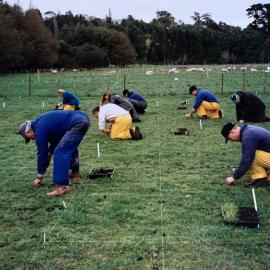 Turf seedlings - 4 of 4