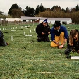 Turf seedlings - 3 of 4