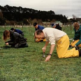 Turf seedlings - 2 of 4