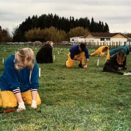 Turf seedlings - 1 of 4