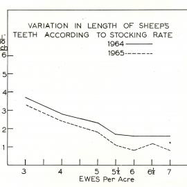 Sheeps teeth - stocking rate