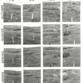 Sheep stocking rate + cattle
